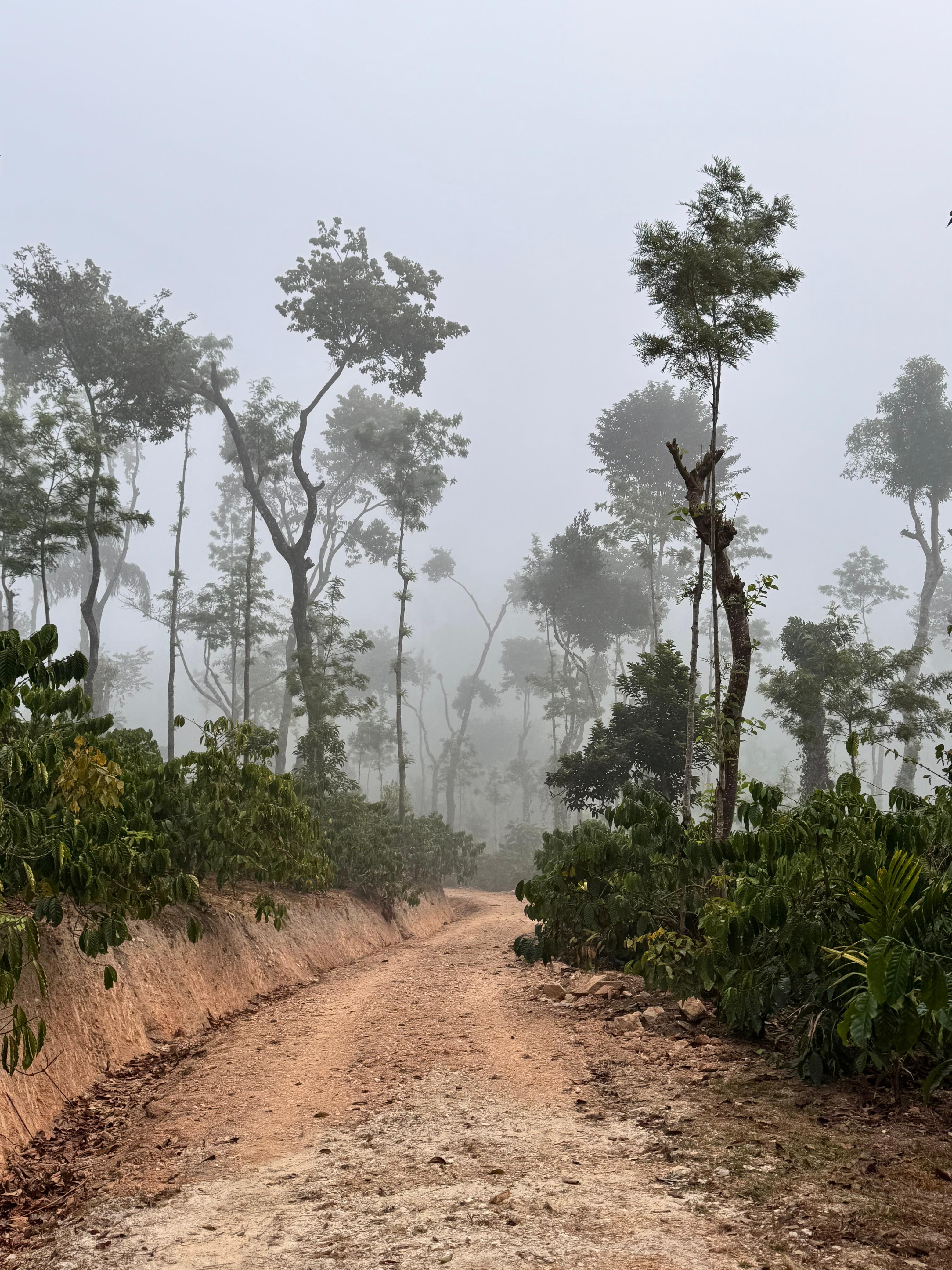 Forest trail at Kattinmane