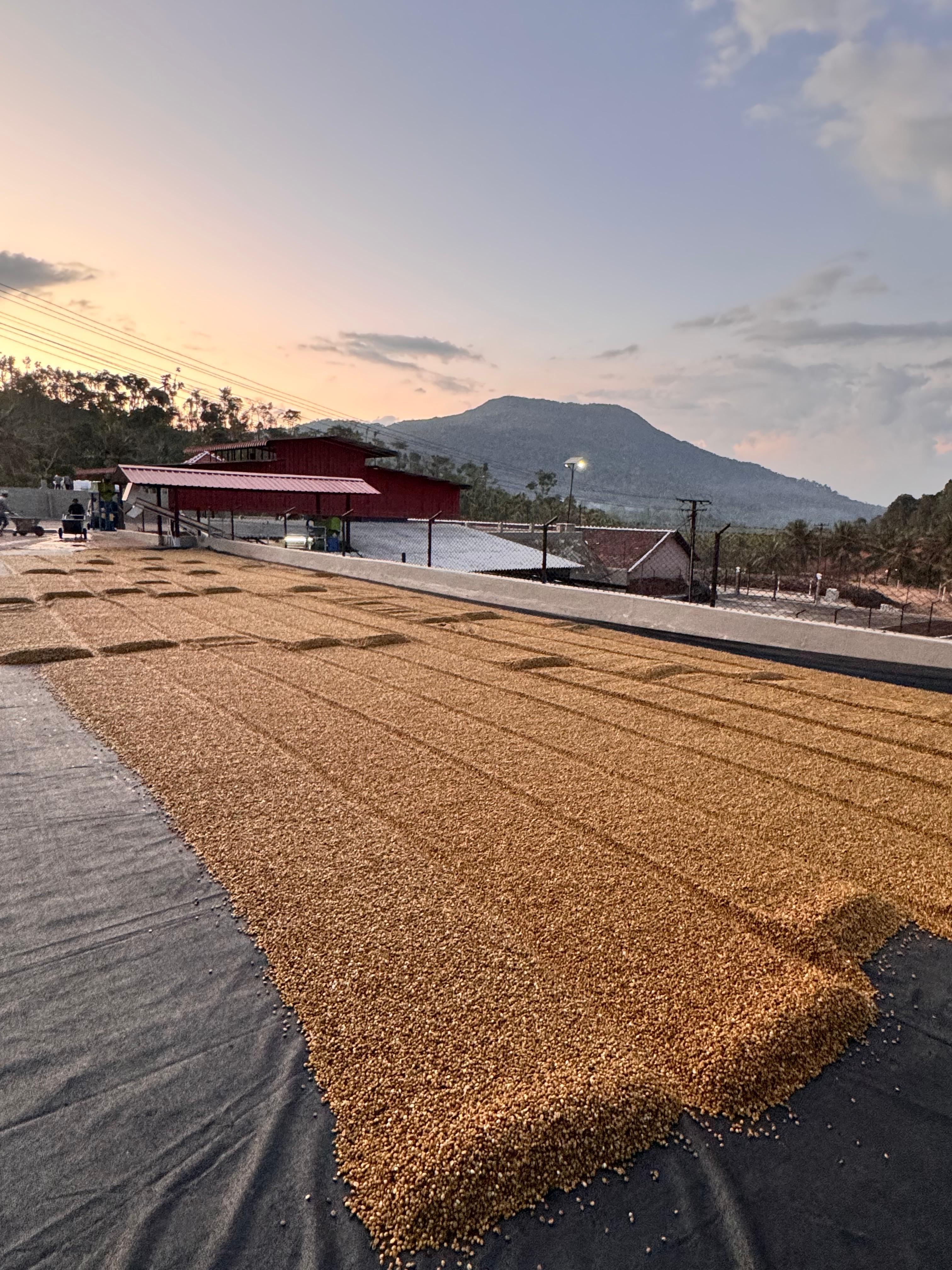 Harvest at Kattinmane