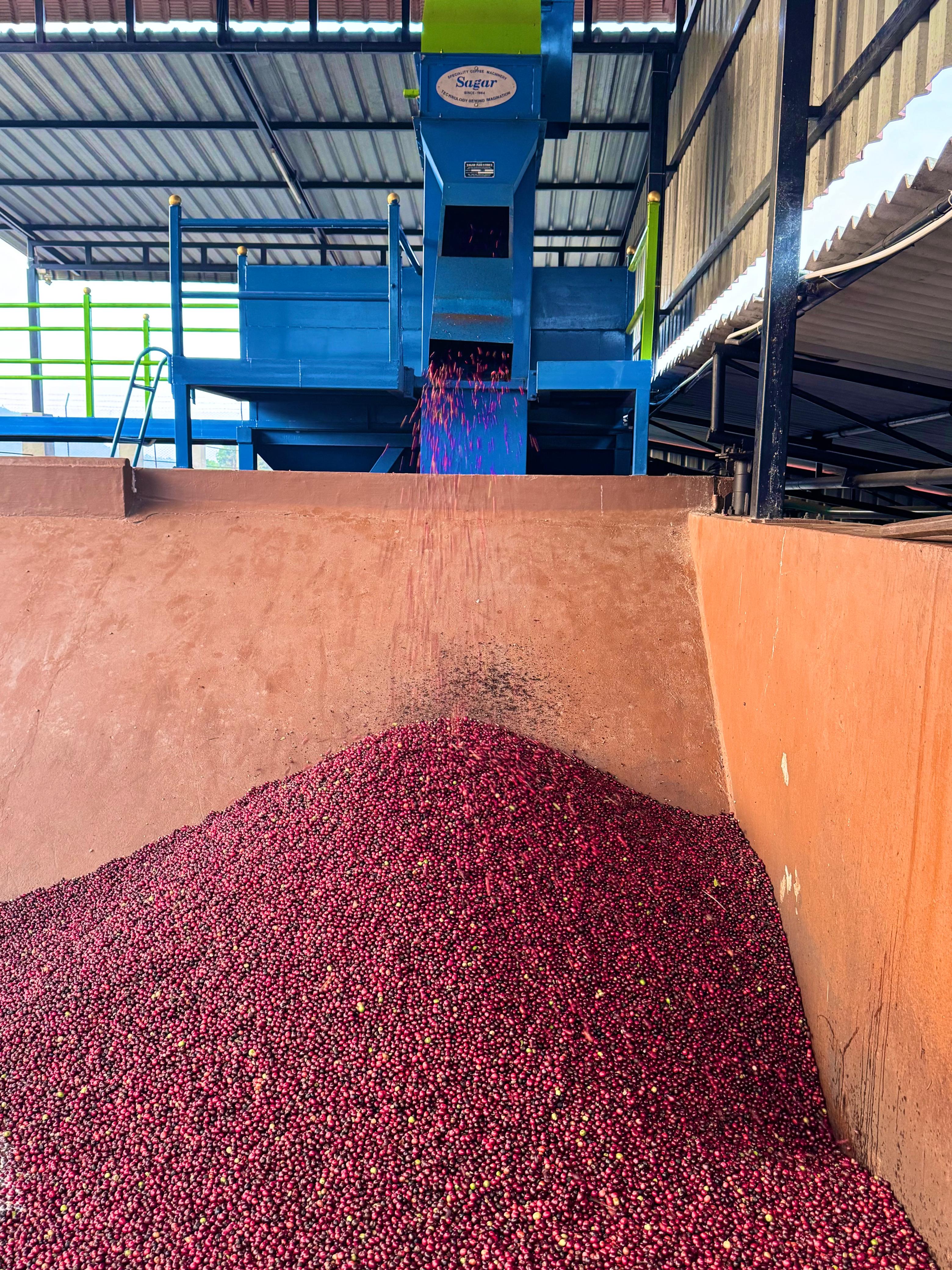 Coffee processing